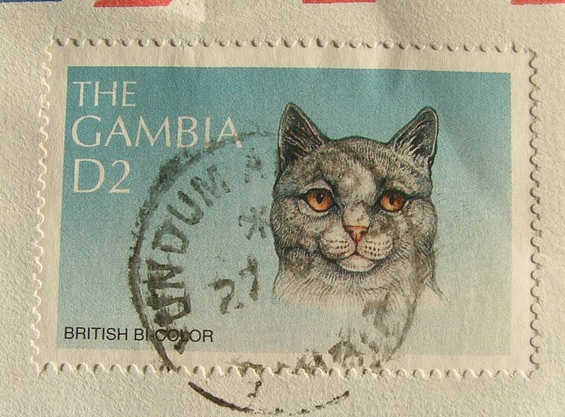 Gambia 1998 Cover To England UK - Health - British Bi-color Cat - Gambia (1965-...)