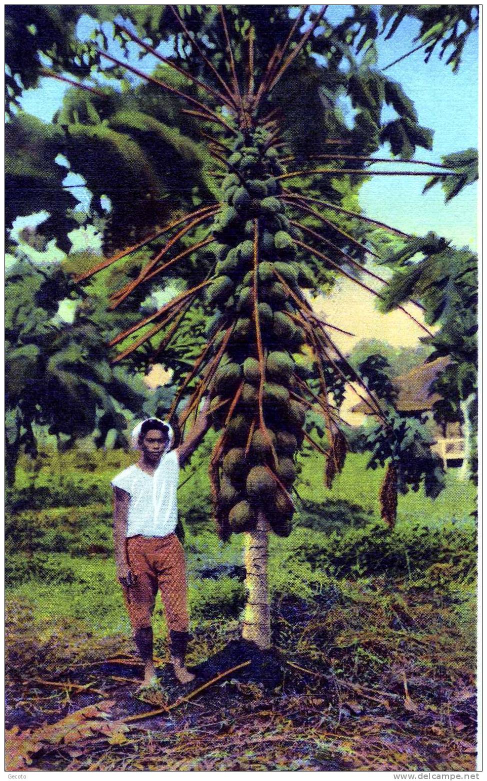 Papaya Tree With Fruits - Philippines