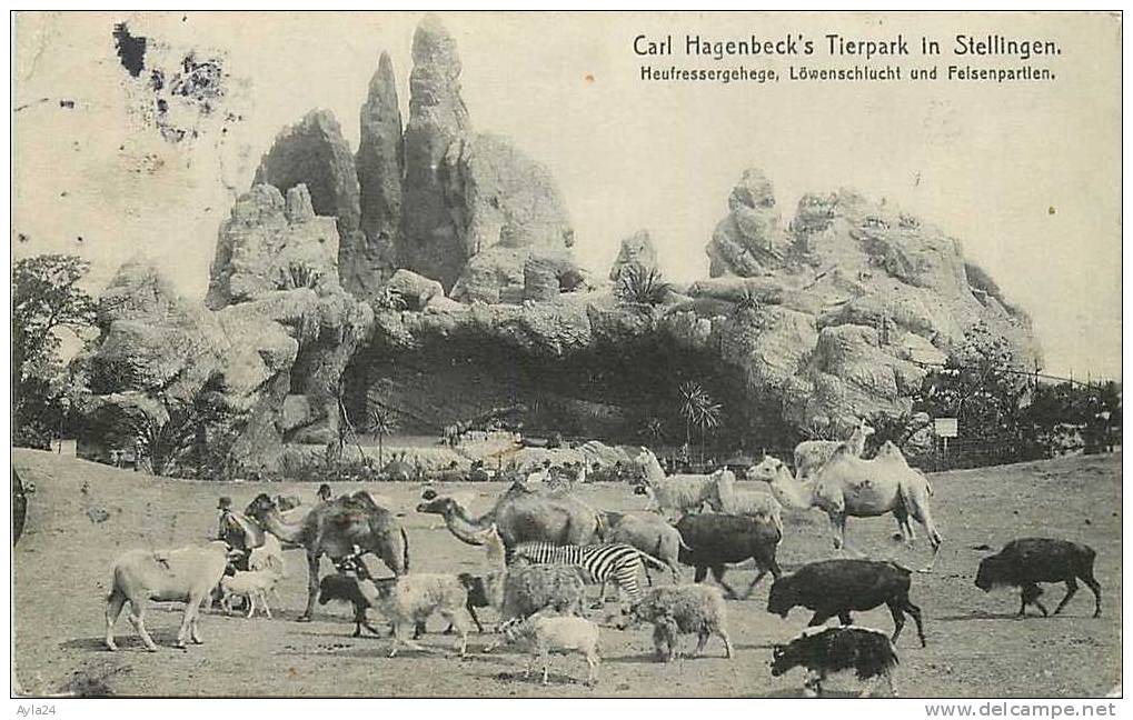 CPA  ALLEMAGNE  1913 Carl Hagenbeck´s Tierpark In Stellingen Parc Animalier Animaux Dromadaire Chameau N° 149 - Stellingen