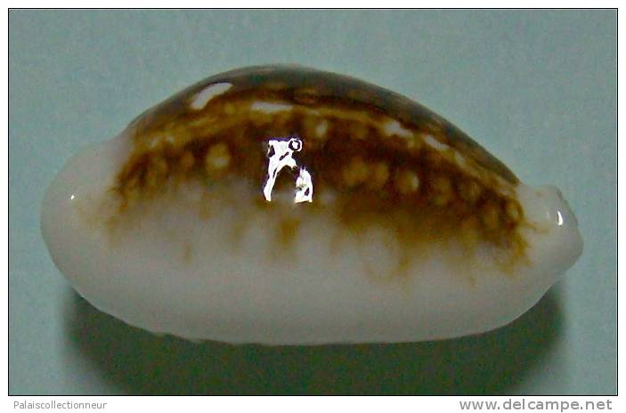 N°3475 //  CYPRAEA CRIBRARIA NIGER & HYPER ROSTREE  " N.C." // F++ : 25,2mm // RARISSIME . - Seashells & Snail-shells