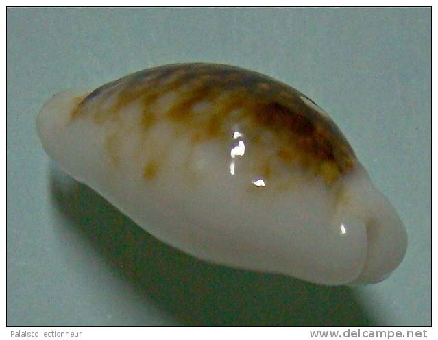 N°3475 //  CYPRAEA CRIBRARIA NIGER & HYPER ROSTREE  " N.C." // F++ : 25,2mm // RARISSIME . - Conchas Y Caracoles