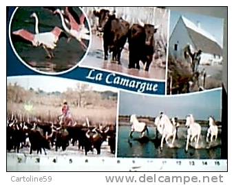 CAVALLO CAVALLI HORSE  IN CAMARGUE  E BUFALI VB2000 CU17739 - Horse Show