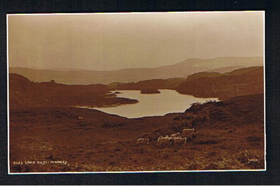 RB 626 - Judges Real Photo Postcard Sheep At Lake Elsi Caernarvonshire Wales - Animal Theme - Caernarvonshire