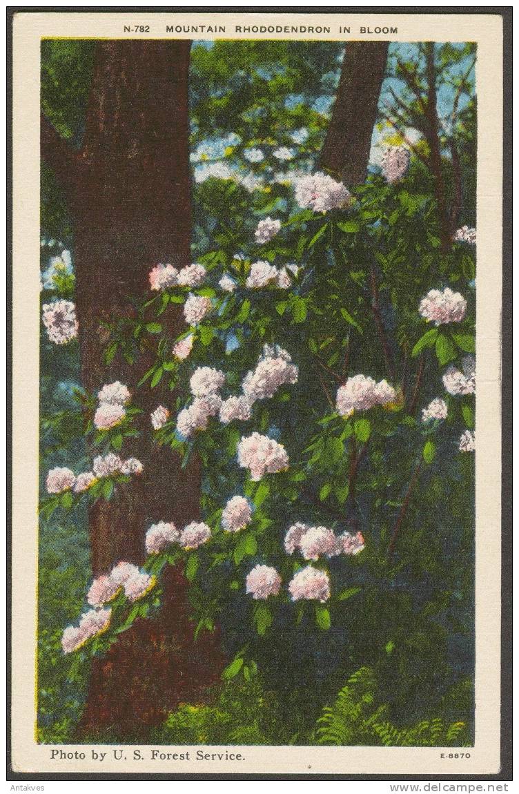 USA Postcard Mountain Rhododendron In Bloom NC North Carolina - Asheville