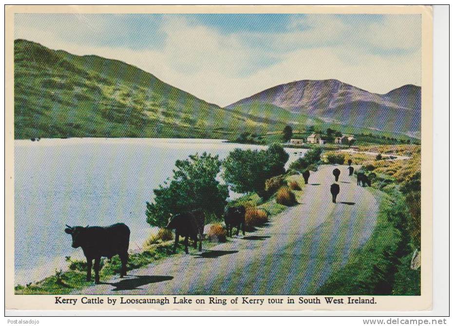 (IR70) KERRY CATTLE BY LOOSCAUNAGH LAKE - Kerry