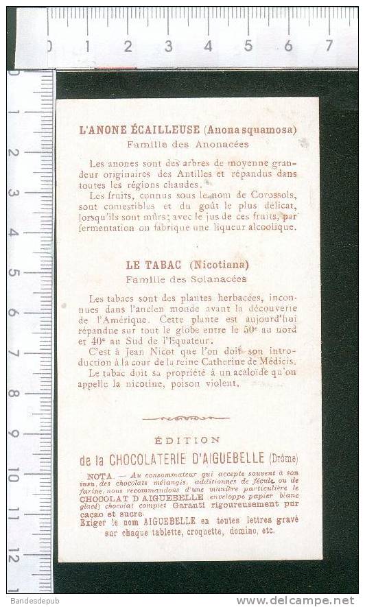 Aiguebelle Jolie Chromo Didactique Monde Plantes Récolte Tabac Anone  Nicot Antilles Equateur - Aiguebelle