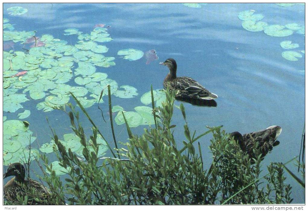 10965   Stati  Uniti  Duck By The Lily  Pads  In The  Adirondacks  Of  New York  State  NV - Adirondack