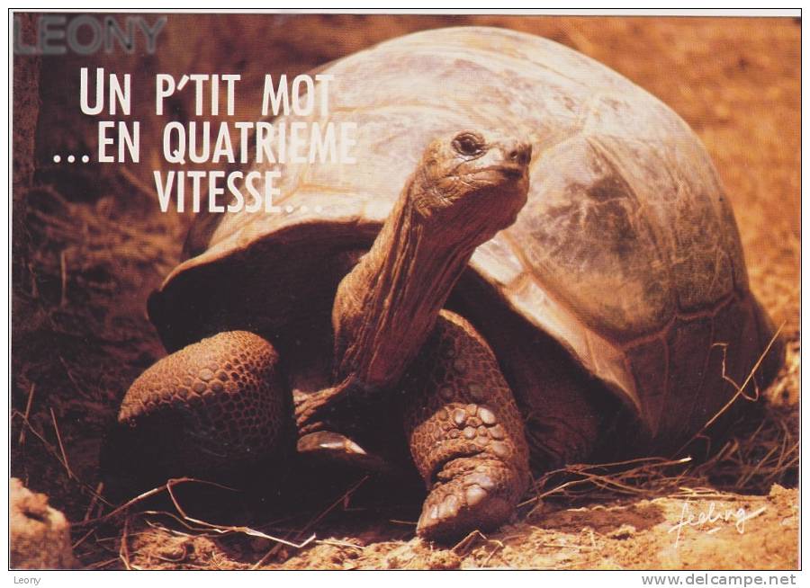 CPM " HUMOUR Des TORTUES  " -  Paroles Pour L'éternité - Schildkröten