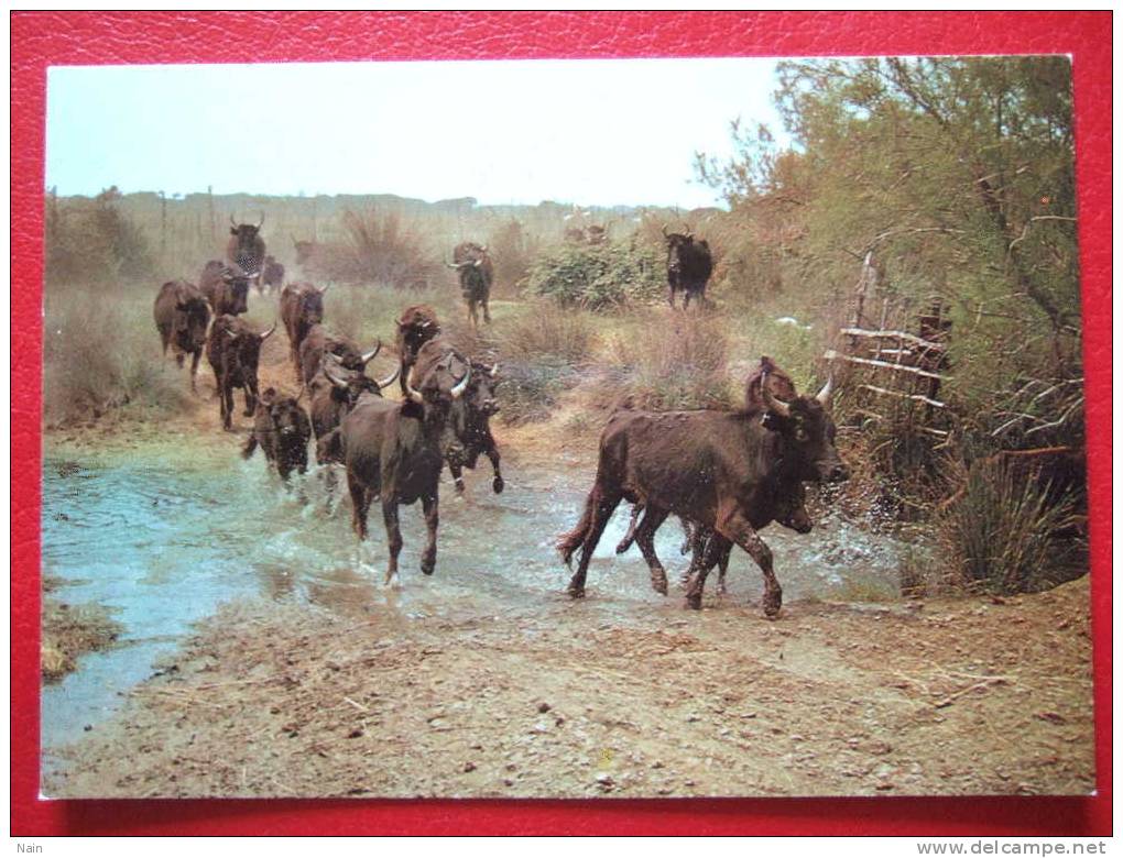 ANIMAUX - TAUREAUX - MANADE DE TAUREAUX - EN CAMARGUE - CPSM - - Taureaux