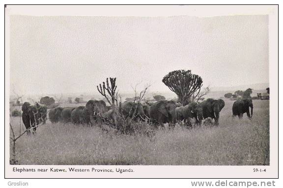 UGANDA 59.1.4  ELEPHANTS NEAR KATWE WESTERNE PROVINCE - Uganda