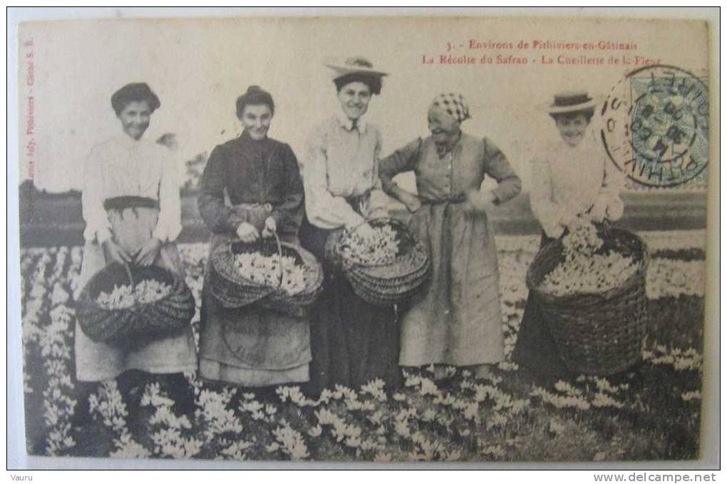 45 PITHIVIERS EN GATINAIS  LA RECOLTE DU SAFRAN LA CUEILLETTE DE LA FLEUR - Pithiviers