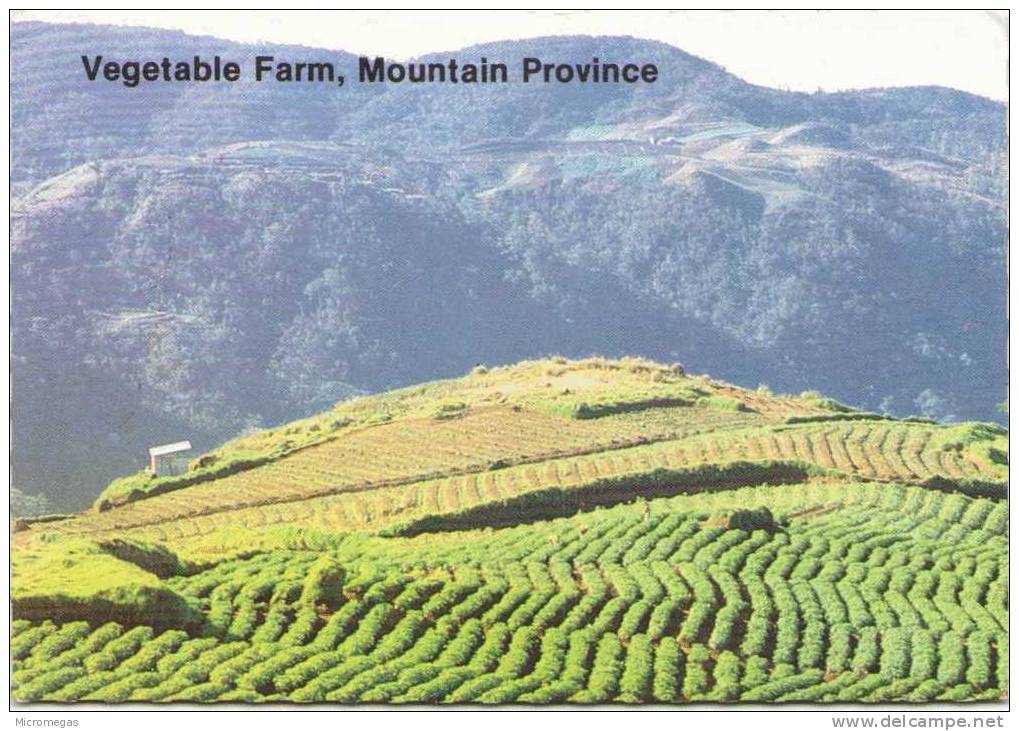 PHILIPPINES - Vegetable Farms In Mountain Province - Philippines