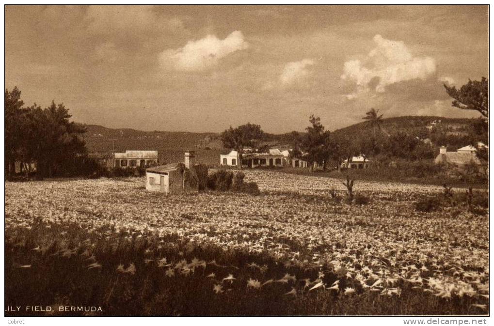 Lily Field. Bermuda - Bermuda