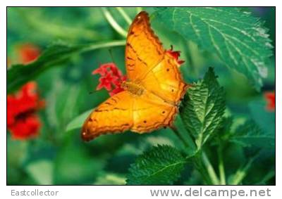 Butterfly S-t-a-m-p-ed Card 0349-5 - Schmetterlinge