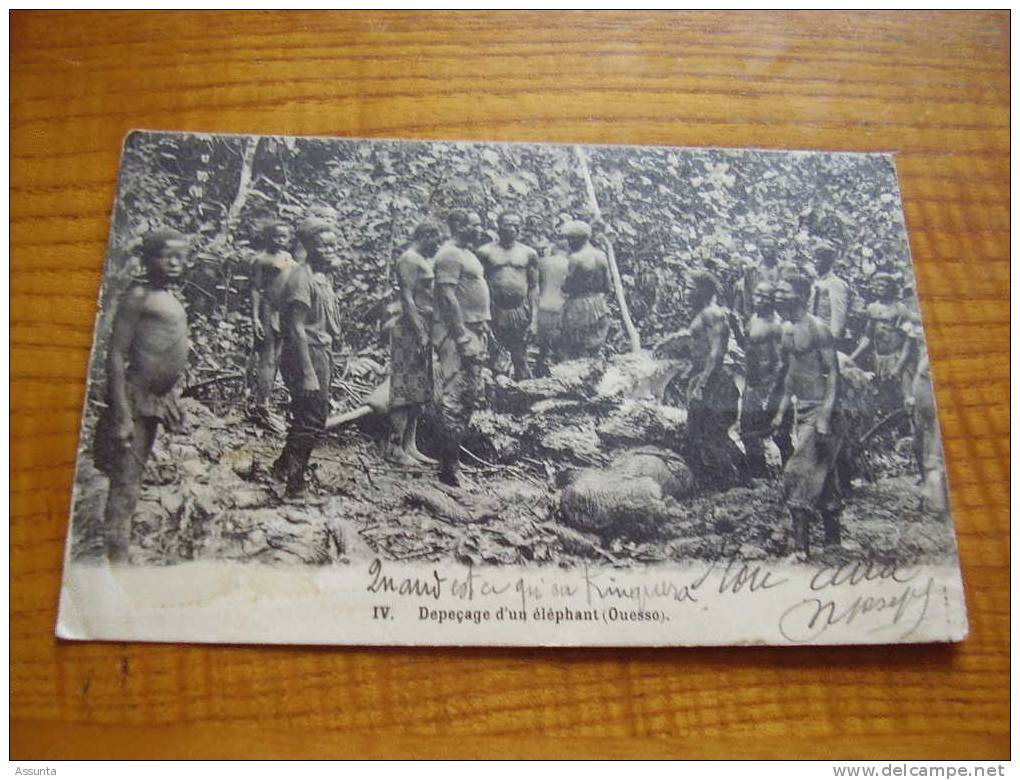 Dépeçage D´un éléphant à Ouesso Au Congo . 1912 - Elefanten