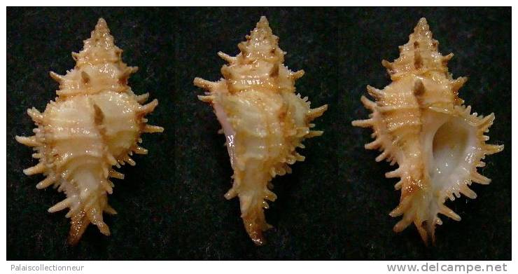 N°3675 // MURICOPSIS CUSPIDATUS  "Nelle-CALEDONIE" // F+++ : 23,2mm //  EXTRA RARE . - Conchas Y Caracoles