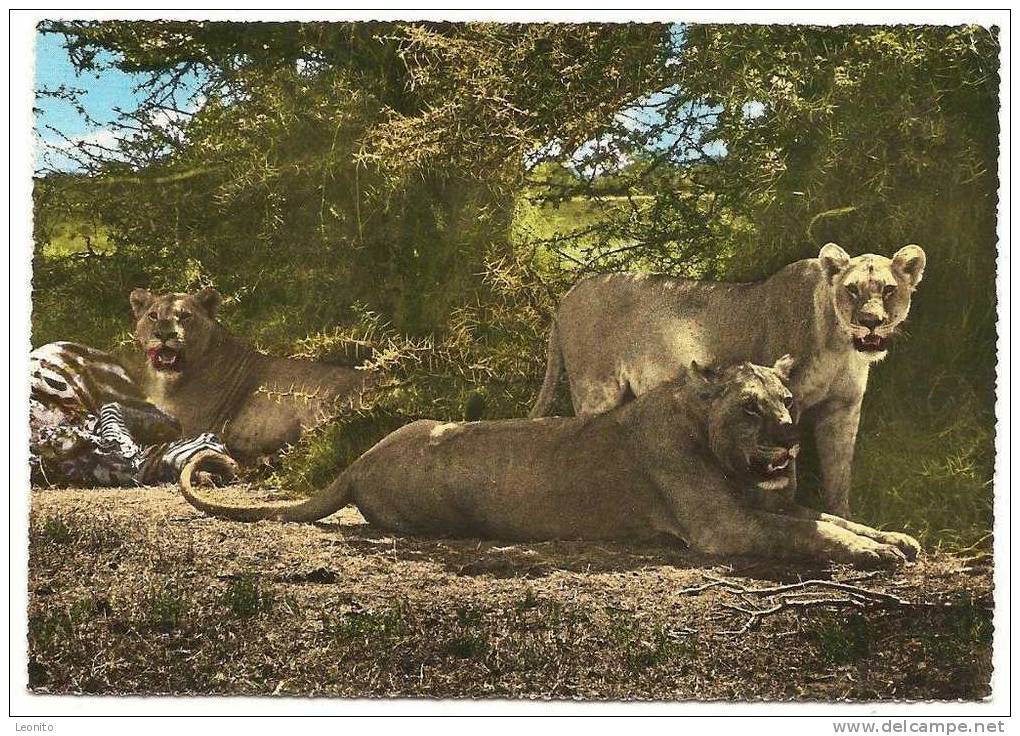 East African Game - Lions Kenya 1964 - Kenya