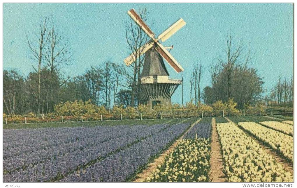 Holland - Netherlands - Keukenhof, Holland Botanical Gardens - Unused Postcard [P2444] - Lisse