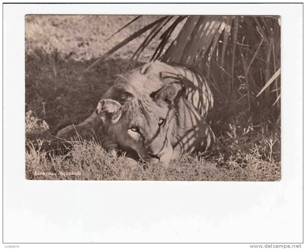 Portugal - MOÇAMBIQUE MOZAMBIQUE [048] - GORONGOZA - LEÃO LION - Mozambique