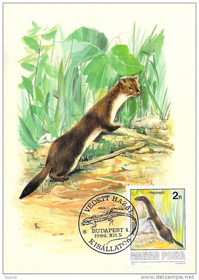 HONGRIE CARTE MAXIMUM NUM.YVERT  3072  FAUNE ANIMAUX SAUVAGES PROTECTION DE LA NATURE - Maximum Cards & Covers