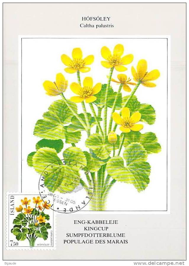 ISLANDE CARTE MAXIMUM NUM YVERT  545 FLEURS  FLORE PROTECTION DE LA NATURE - Maximum Cards