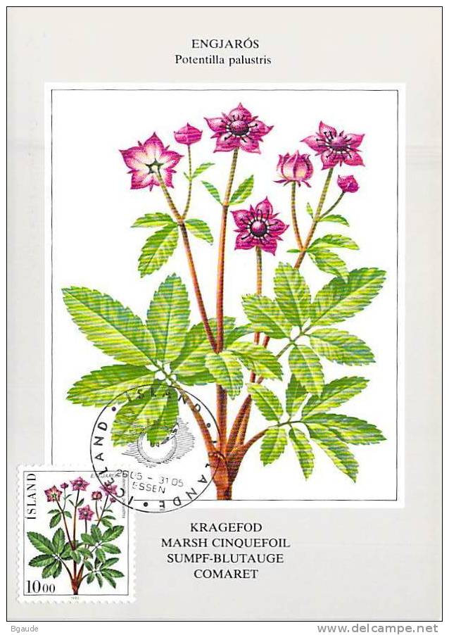 ISLANDE CARTE MAXIMUM NUM YVERT  547  FLEURS  FLORE PROTECTION DE LA NATURE - Maximumkarten