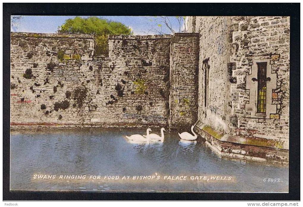 RB 677 -  Early Postcard Swans Ringing For Food At Bishop's Palace Gate Wells Somerset - Bird Theme - Wells