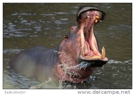 Post Stamp Card 0624 Fauna Behemo Thhippo Hippopotamus River Horse - Flusspferde