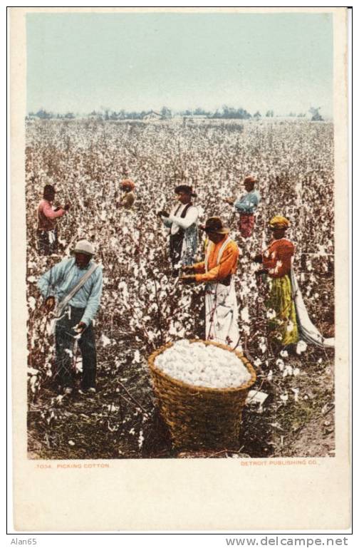 Picking Cotton Harvesting, Black Americana US South, On C1900s Vintage Detroit Publishing Postcard - Black Americana