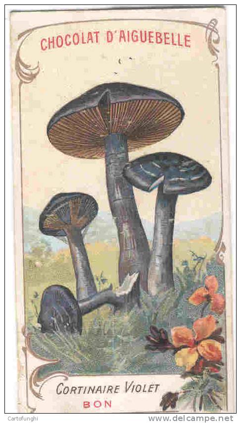 M AIGUEBELLE    CORTINAIRE VIOLET FUNGHI CHAMPIGNONS MUSHROOMS PILZE SETAS - Aiguebelle