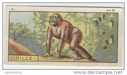 Jacques - 1933 - B9 - Gorille, Gorilla - Jacques