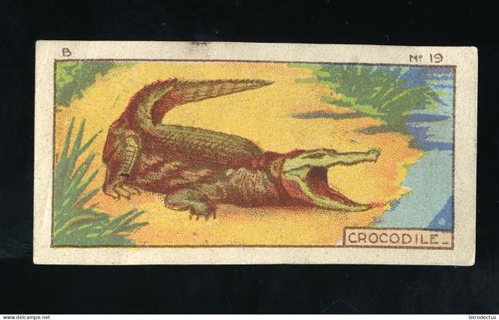 Jacques - 1933 - B19 - Crocodile - Jacques