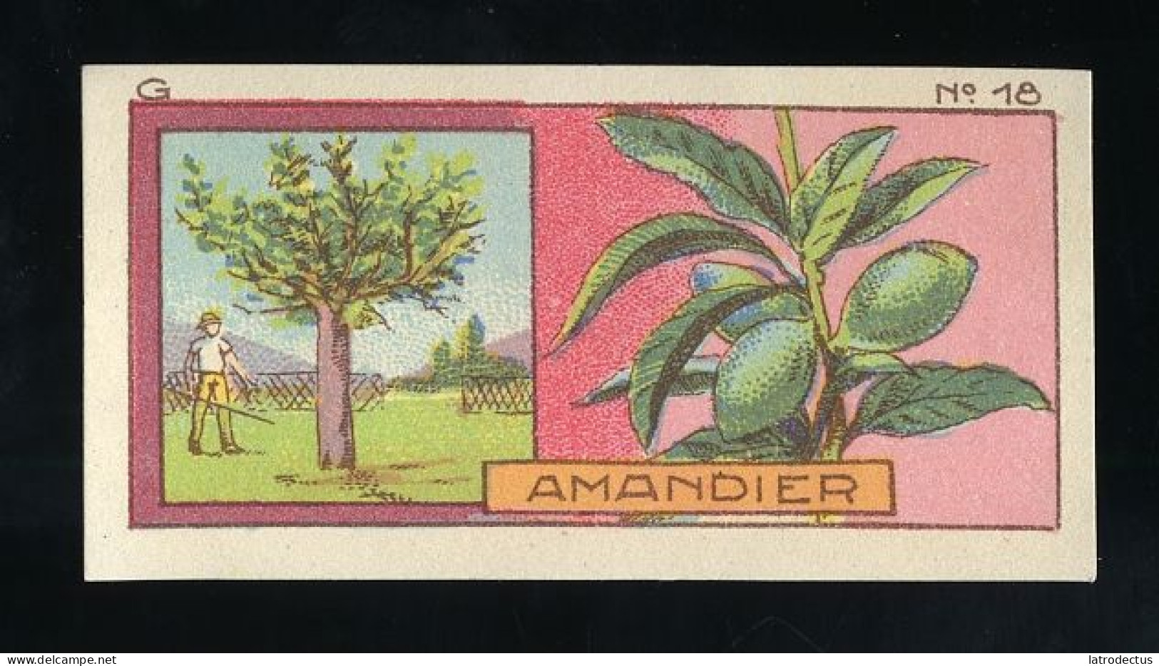 Jacques - 1933 - G18 - Amandier, Amandel - Jacques