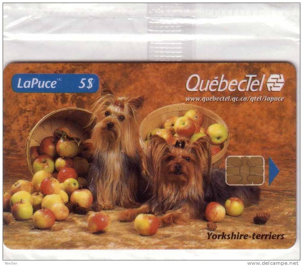 CANADA QUEBECTEL YORKSHIRE TERRIERS AVEC POMME WITH APPLE 5$  Nsb MINT IN BLISTER  RARE - Kanada