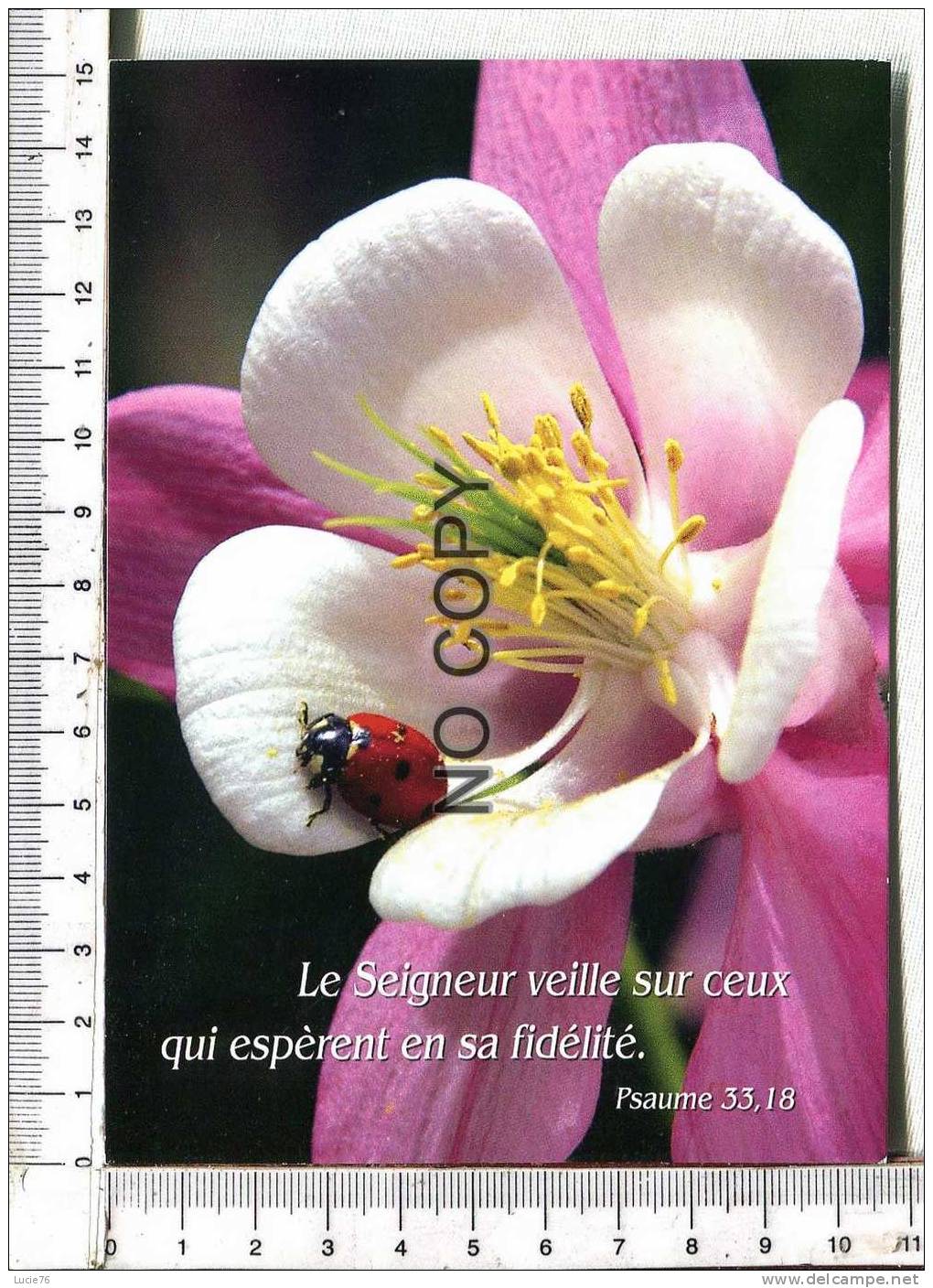 COCCINELLE Dans Une Fleur  -   Psaume  33,18  Le Seigneur Veille Sur Ceux Qui Espèrent En Sa Fidélité - Insectes