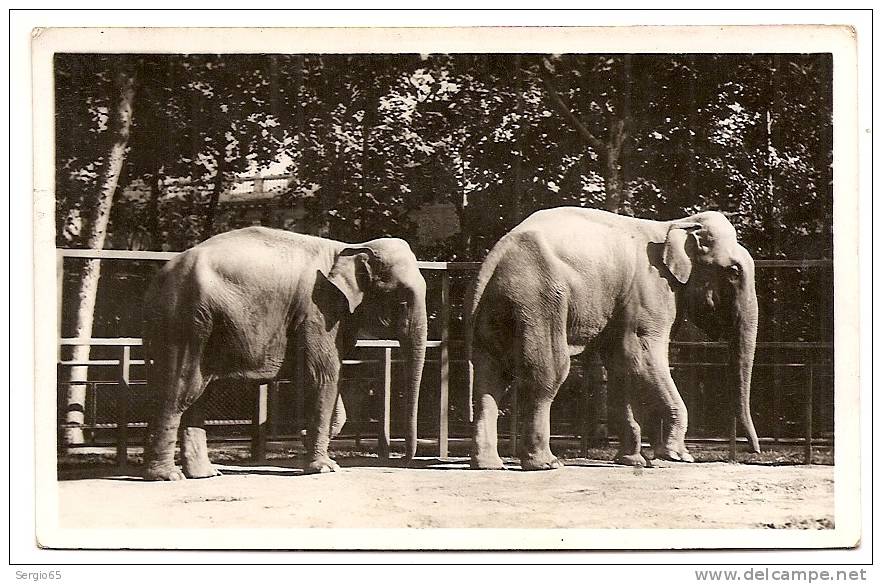 ORIGINAL PHOTOGRAPHY FROM BUDAPEST ZOO-ELEPHANTS-not Traveled - Elefanti