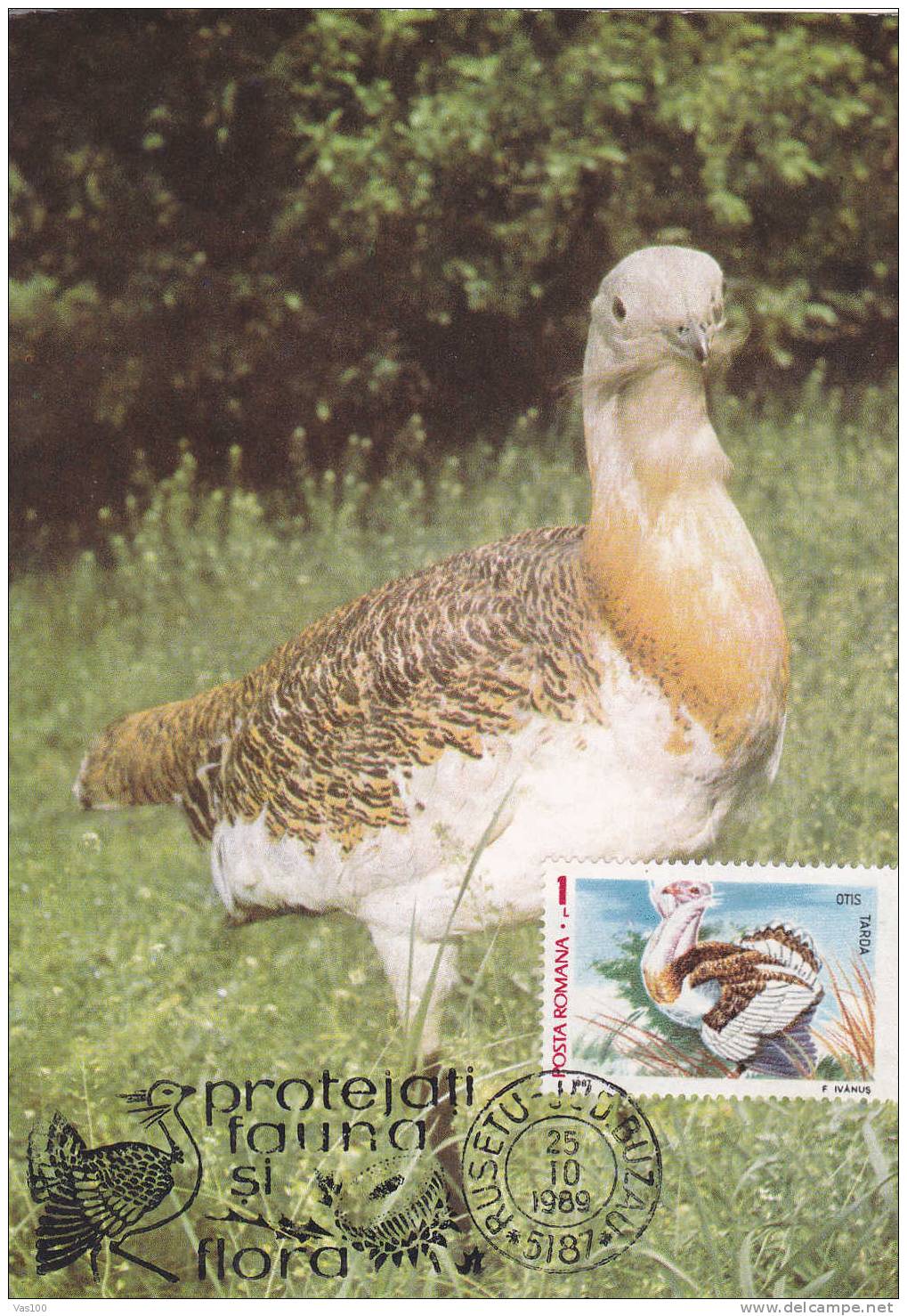 Birds Otis Tarda 1989 CM,maxicard,cartes Maximum Romania. - Hoendervogels & Fazanten