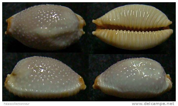 N°4032 // CYPRAEA  STAPHYLAEA  CONSOBRINA FREAK  "Nelle-CALEDONIE" // F++/GEM : 17,9mm  . - Seashells & Snail-shells