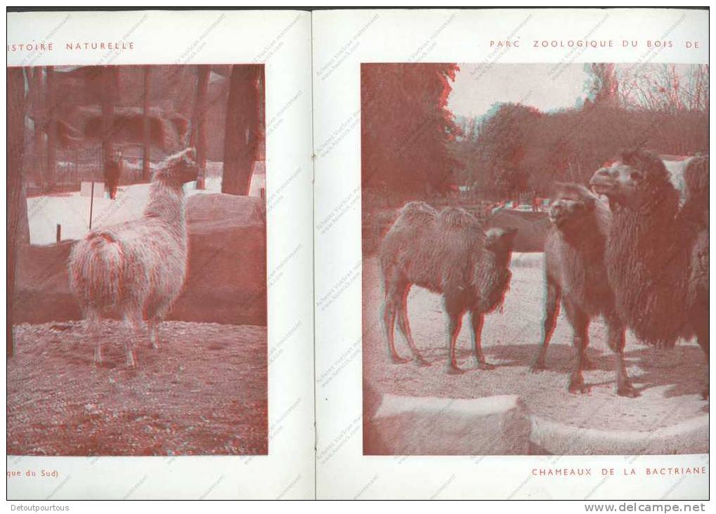 ZOO De PARIS En Relief Par Les Anaglyphes ( 3D Effet Stéréoscopique Sétréo ) - Fotografie