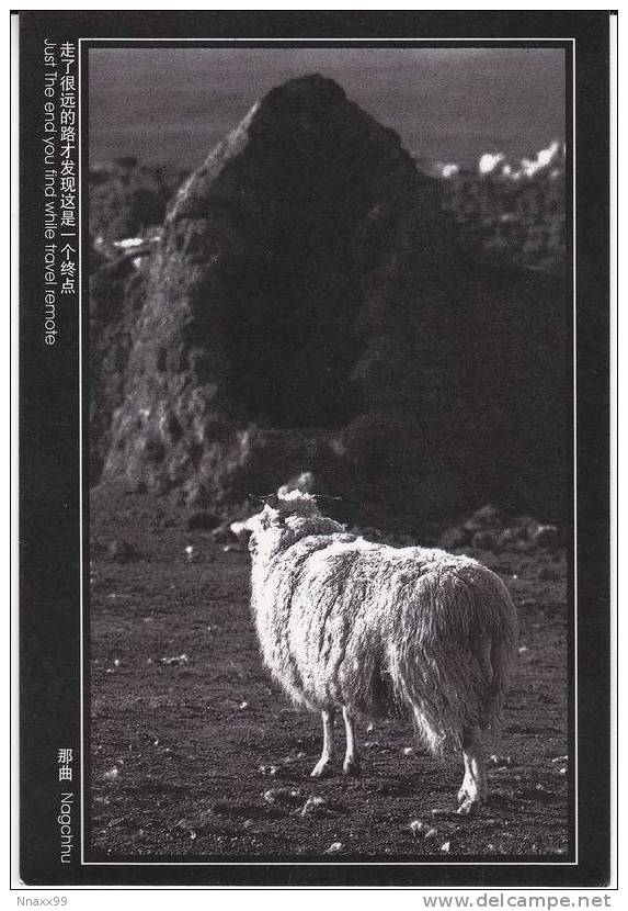 China - Sheep, Nakqu Prefecture Of Tibet - Tibet