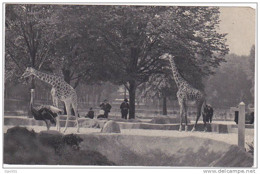 119 - Muséum National D'Histoire Naturelle - Les Girafes Sur Leur Plateau - Giraffes