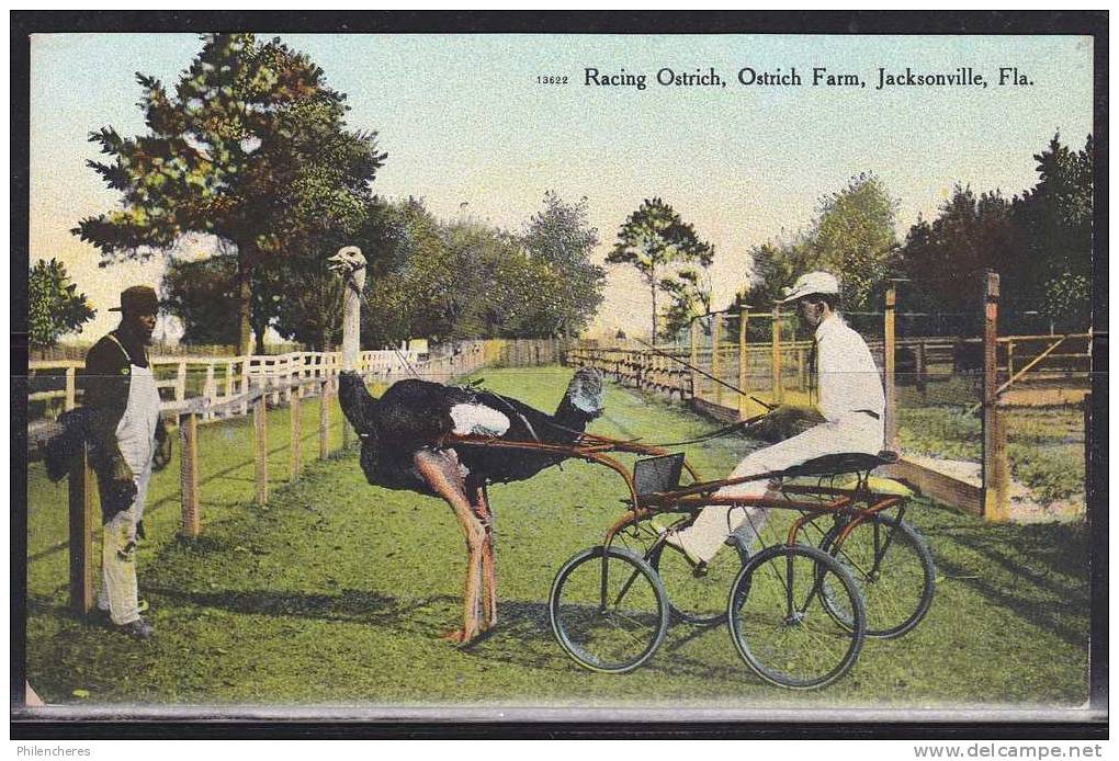 Course D´autruches - CPA - Attelage D´autruche - Racing Ostrich - The Florida Ostrich Farm, Jacksonville - Jacksonville
