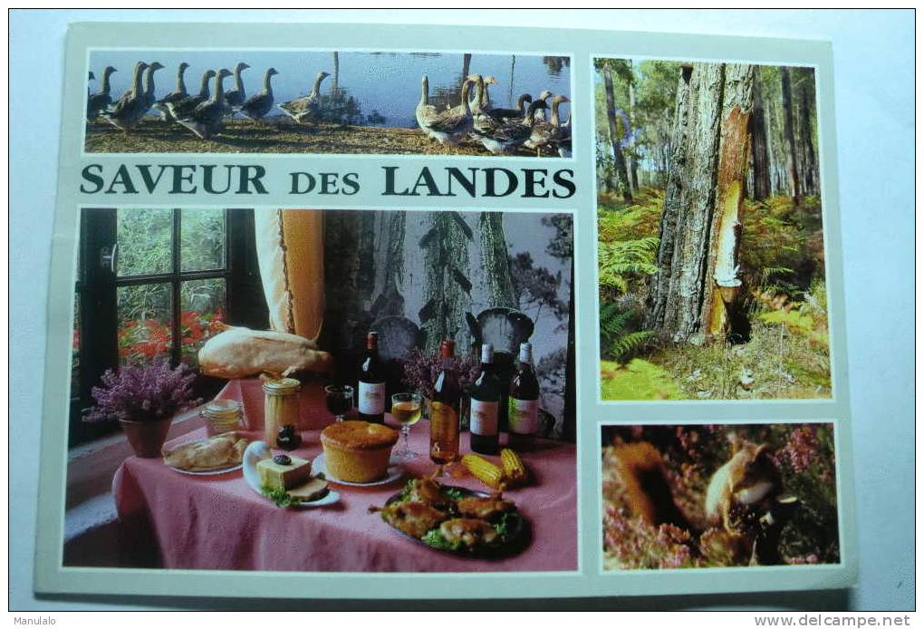 D 40 - Visage Des Landes - Ferme Auberge Lesca  "aux Stucs" - 40260 Castets - Castets