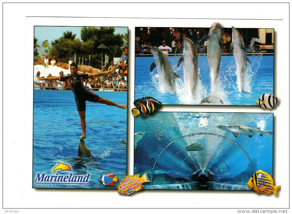 Dauphin, Requin, Photo Estel, Jacques Foudraz, Le Studio (11-850) - Dauphins