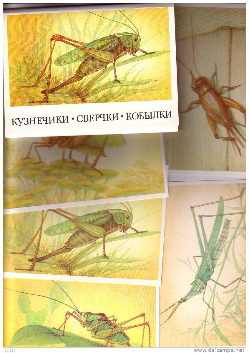 GOOD RUSSIA 16 Postcards Set 1990 - INSECTS - Insectes