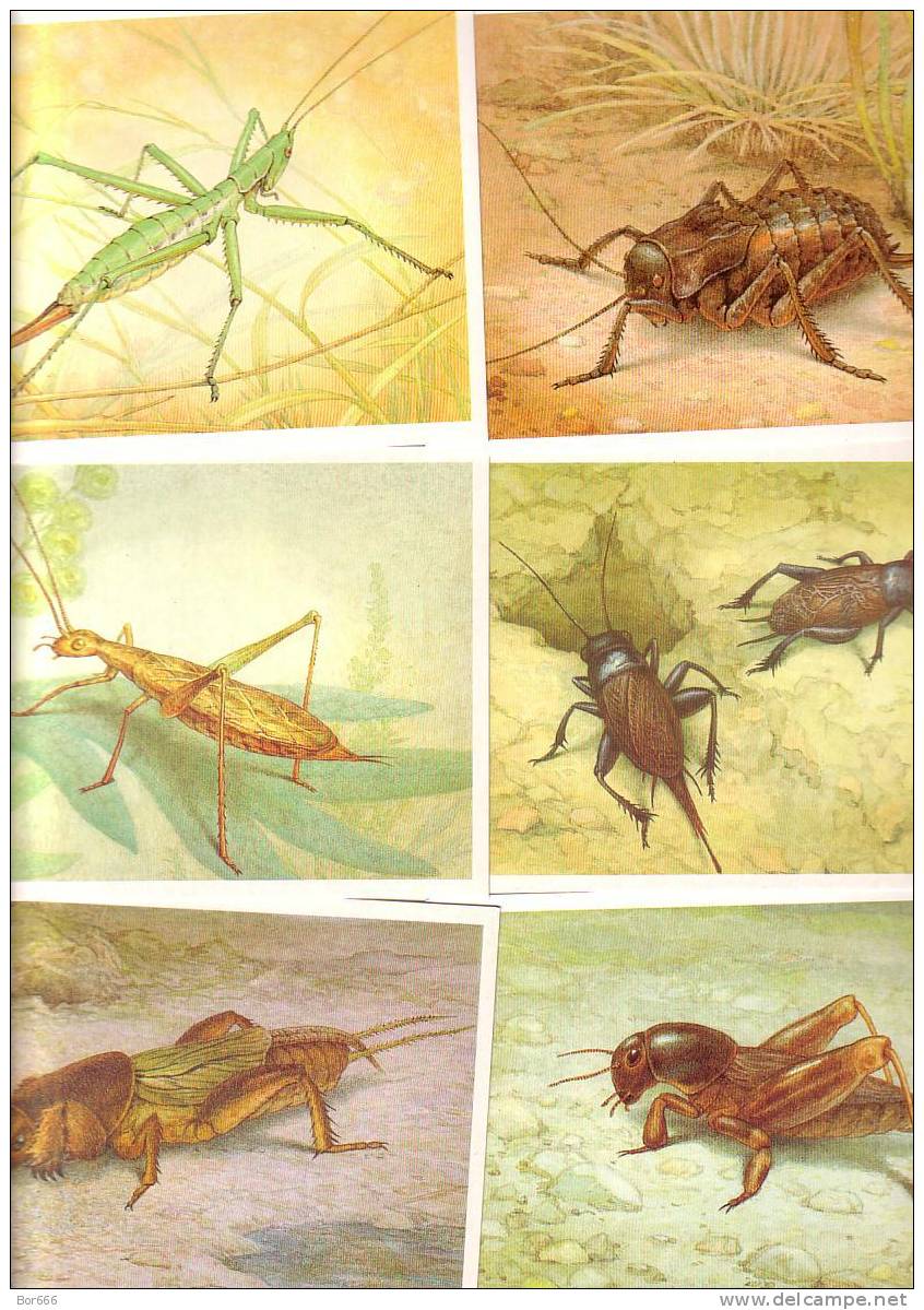 GOOD RUSSIA 16 Postcards Set 1990 - INSECTS - Insectes