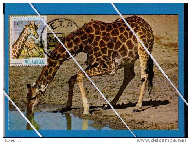 Girafes Giraffes Drinking Animals Animaux Faune Fauna Mammifères African Mozambique Carte Maximum Card Sp1816 - Giraffen