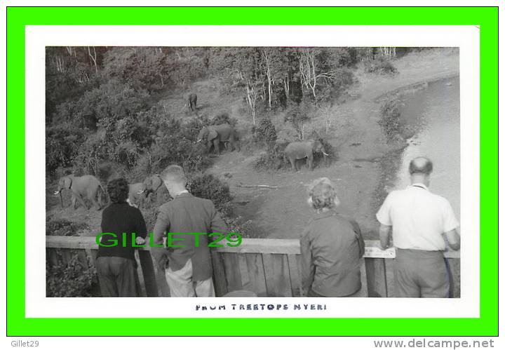 ELEPHANTS - PICTURES TAKEN FROM TREETOPS ZOO,  NYERI, KENYA - PHOTO G.A. MASON SMITH - - Elephants