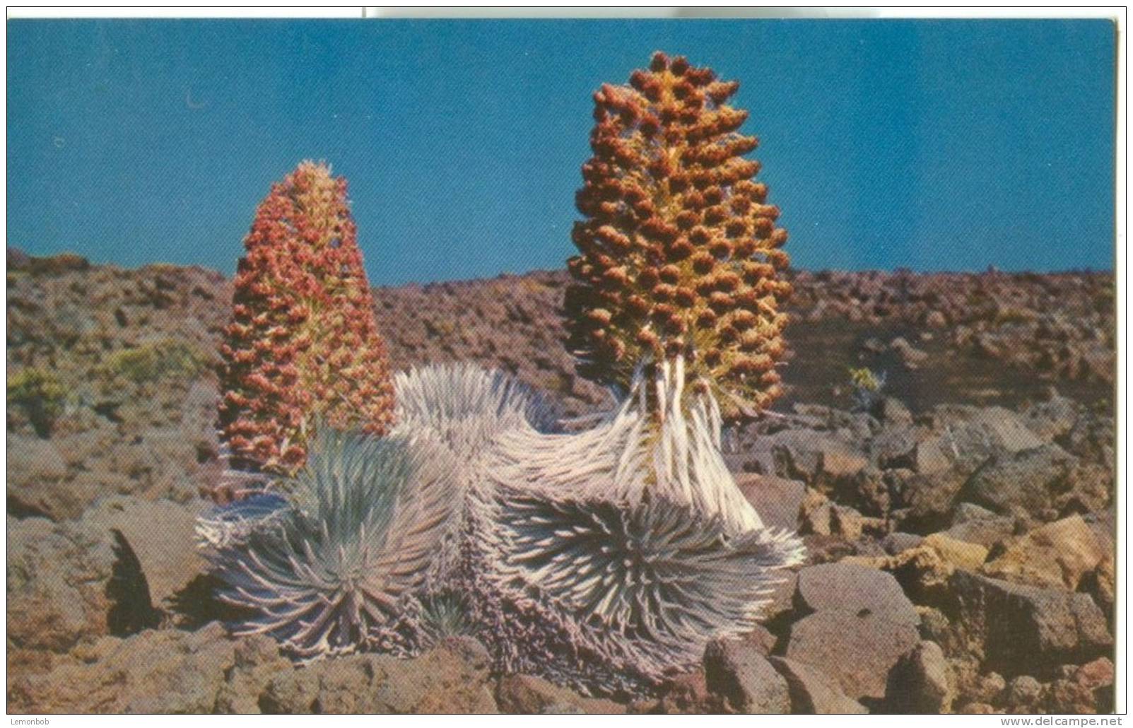 USA – United States – Silversword Plants In Bloom, Haleakala, Island Of Maui, Hawaii, Unused Postcard [P4718] - Maui