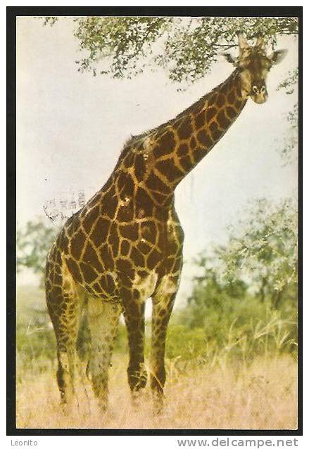 Giraffe Kameelperd Johannesburg South Africa 1963 - Giraffes